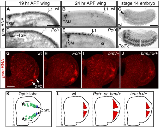 Figure 5. gcm is overexpressed in Pc mutants. (A–J) In situ hybridization with a gcm-specific probe