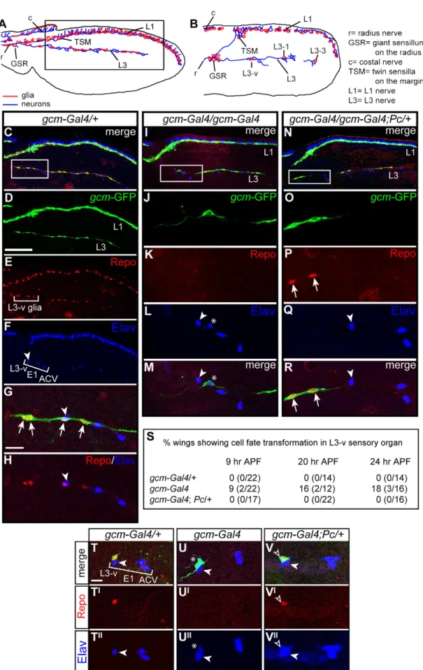 Figure 3. The Pc mutation rescues the gcm LOF phenotype. (A,B) Schematic drawings showing the pupal wing at (A) 29 and (B) 16 hr APF (in all panels, anterior the top, distal to the right