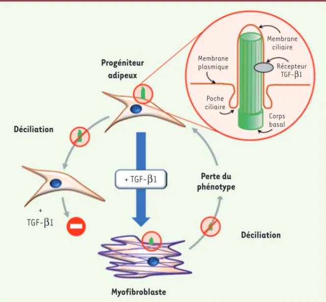 Figure 2.  Le rôle du cil primaire dans la différenciation fibrogénique induite par le TGF-b1