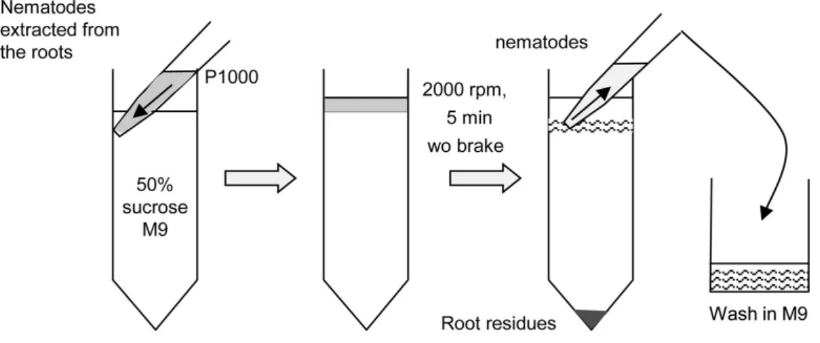 Figure 1. Extraction of parasitic stages by sucrose gradient 