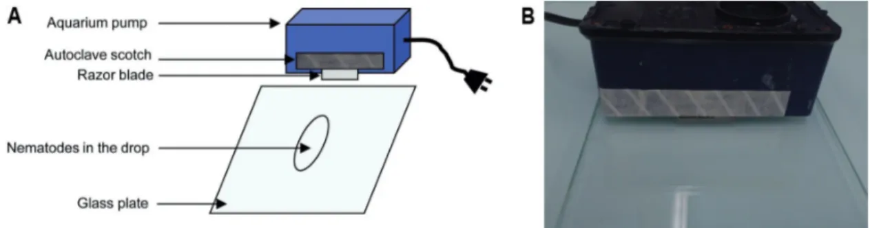 Figure 2. Nematode cutting before ISH. Diagram (A) and picture of the experimental device  (B)