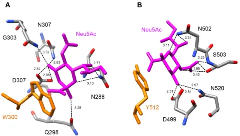 Figure 5. Docking of Neu5Ac to the carbohydrate-binding sites of Md2RIP. (A) Network of hydrogen  bonds (dashed lines) anchoring Neu5Ac to the carbohydrate-binding site of subdomain 1α of Md2RIP