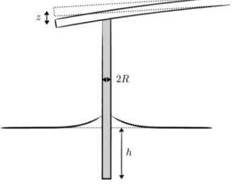FIG. 1. Schematic representation of the experiment. The extremity of a fiber with radius R is dipped over a height h with respect to the reference level of the liquid interface while monitoring the z deflection of the cantilever.
