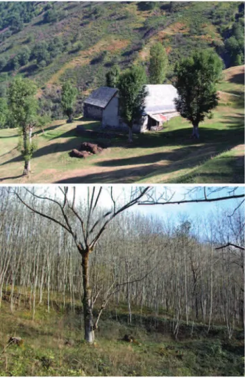 Fig. 8. The evolution of ashtree-based rural forests in the Pyrenees, from traditional stands around the farm (above) to dense thickets colonizing abandoned pastures (below)