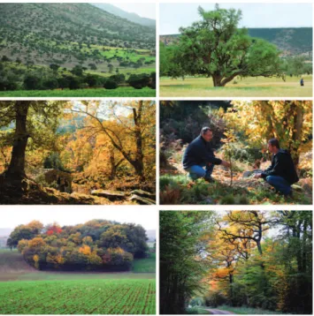 Fig. 1. Rural forests: Argan forest in Morocco (above), chestnut forest in Corsica (middle), farmers’ forest in France (below)