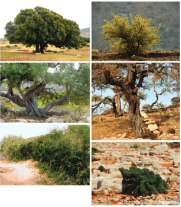 Fig. 4. Domesticating the argan tree: Umbrella-shape for argan trees in fields (above left), Several stems in collective rangelands (above right), forage tree in family rangelands (middle left) with stone “stairs” (middle right), hedges in villages and fie