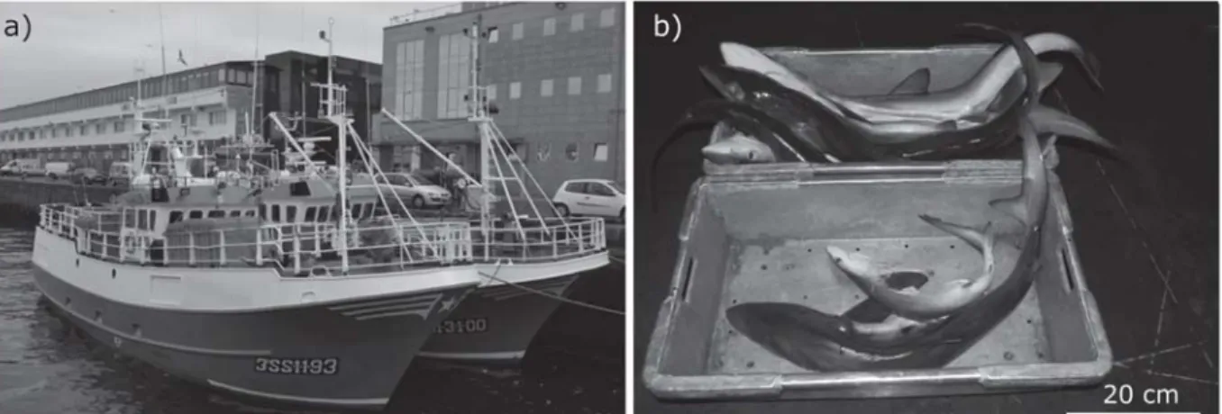 Figura S1. a) Palangreros españoles amarrados en el puerto de Vigo, marzo 2012 b) Juveniles de tintorera para venta en la lonja de Vigo (España)