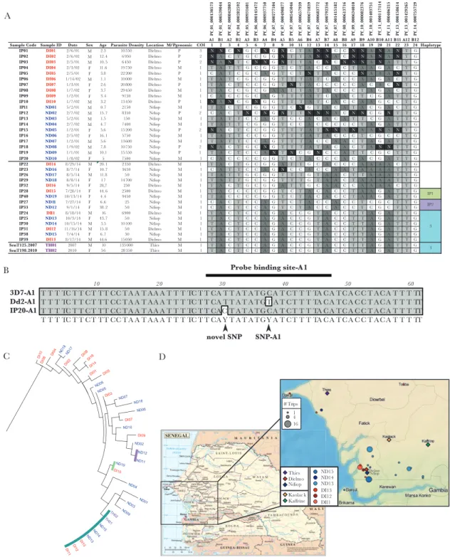 Figure 1.  Molecular barcode diversity from Dielmo and Ndiop, Senegal. A, Barcodes from samples included in this study