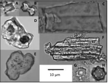 Figure 3  Arraiz et al.  Fev 2017  D E  F G  H 10 µm 