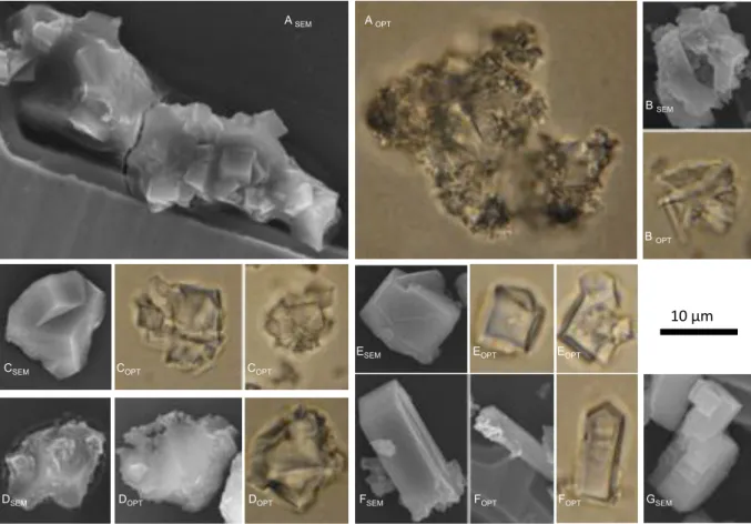 Figure 7  Arraiz et al.  Fev 2017  10 µm B SEM B OPT 
