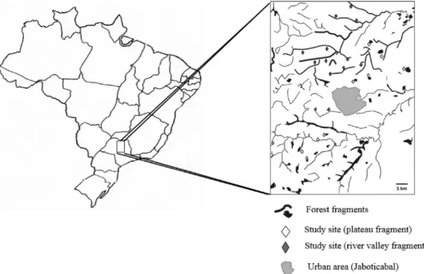Fig. 1. Position of study sites (transects) and forest fragments in a sugarcane-dominated agricultural landscape in Brazil.