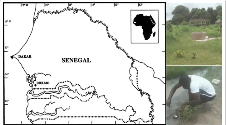 Fig. 1  Map showing the location of Dielmo (study area), its aspect in the rainy season and one anopheline breeding site