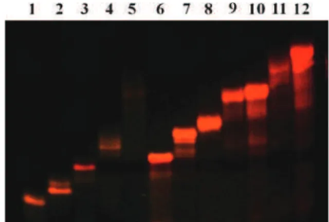 Fig. 6 Non-denaturing PAGE analysis of multimetallic linear assem- assem-blies on Safe Imager TM 