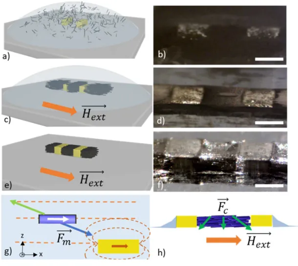 Figure 1. a,c,e) Schematic views of the successive steps of the fabrication process of magnetic  materials and b,d,f) the corresponding optical images, scale bar = 500 µm