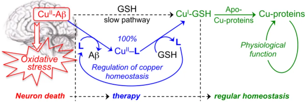 Figure 3.  Transfer of copper ions from Cu-Aβ to Cu-proteins, using bis(8-amino)quinolines  as mediating chelators