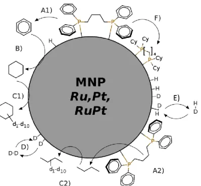 Figure 5: Reactions taking place on dppb stabilized nanoparticles when exposed to D 2 