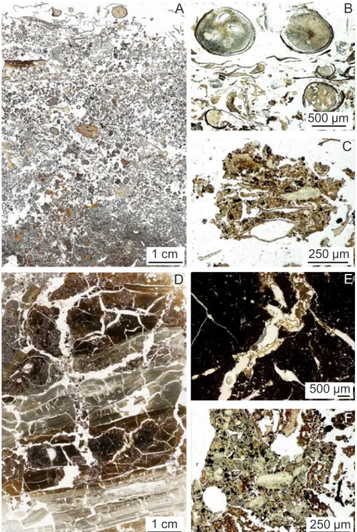 Fig. 1. Thin sections of soil upper layers. (A) thin section of the organic layer ; (B) plant organic matter ; (C) aggregate with plant residue; (D) thin section of the underlying organo-mineral layers (25–35 cm) ; (E) organic matter in cracks ; (F) organo