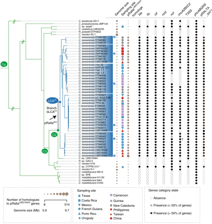 Fig. 2 Distribution of symbiotic genes, the mutagenic imuA2B2C2 cassette, T3SS, and phcABQRS within the 60 strains of Cupriavidus 