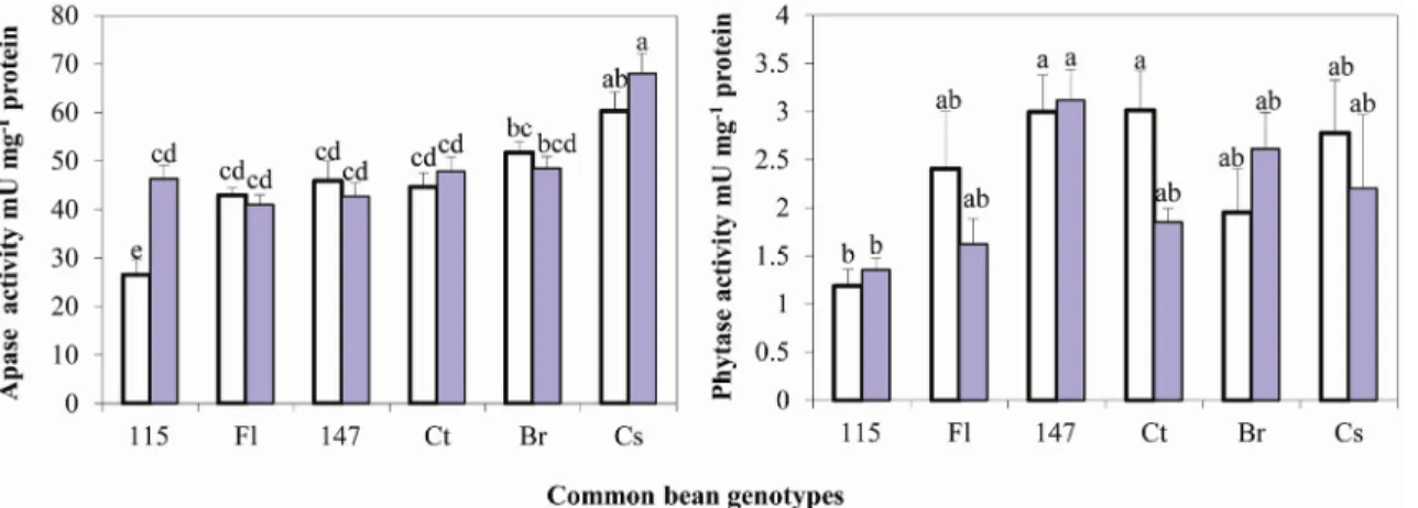 Figure 3. Enzyme activities of APase (a) and phytase (b) in rhizospheric soil of six  common bean genotypes grown under sufficient P (empty  bar)  versus low P (filled  bar)  soil