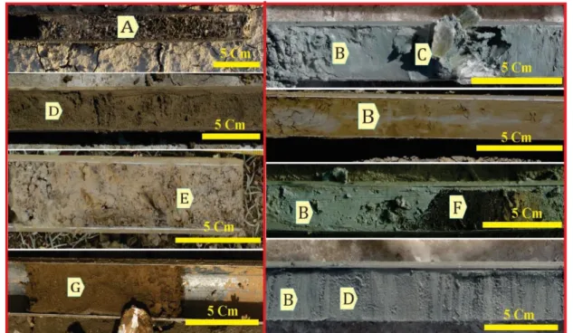 Fig.  3.  (A)  Brown  clay  with  salt  crystals,  (B)  Soft  mud  facies  in  gray,  greenish  gray,  brown  and  black  colors,  (C)  Coarse-grained  secondary  Gypsum  crystals  under  the  influence  of  sulfate-rich  solutions,  (D) fine to medium-gra