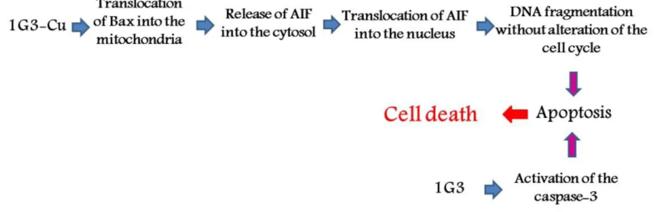 Figure 8. Schematic representation of the mechanism of action of 1G3 and 1G3-Cu. 