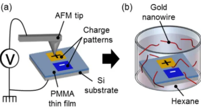 Figure  1.  Directed  assembly  of  gold  nanowires  by  AFM  nanoxerography:  (a)  AFM  charge  writing, (b) development by immersion in the gold colloidal suspension 