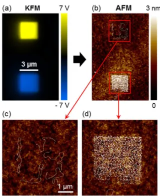 Figure  3.  Directed  assembly  of  gold  nanowire  suspension  by  AFM  nanoxerography on  3  µm  charge squares of opposite polarities: (a) KFM image of two 3 µm charge squares of opposite  polarities written by AFM on a 100 nm PMMA film, (b) to (d) AFM 