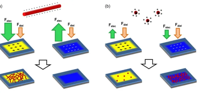 Figure 5. Schematics of the electrophoretic (F elec ) and dielectrophoretic (F diel ) forces exerted by  charge patterns of opposite polarities on the gold (a) nanowires and (b) nanospheres