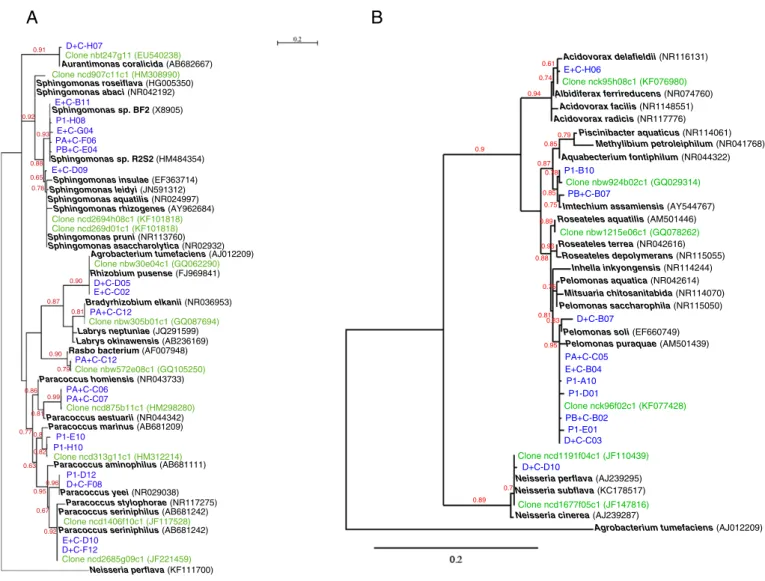 Fig. 2. Phylogenetic tree showing the relationship of the 16S rRNA gene sequences. ML phylogenetic tree showing the 16S rRNA gene sequence relationships of the clones obtained in this study (in blue) with cultured and uncultured members of Alphaproteobacte