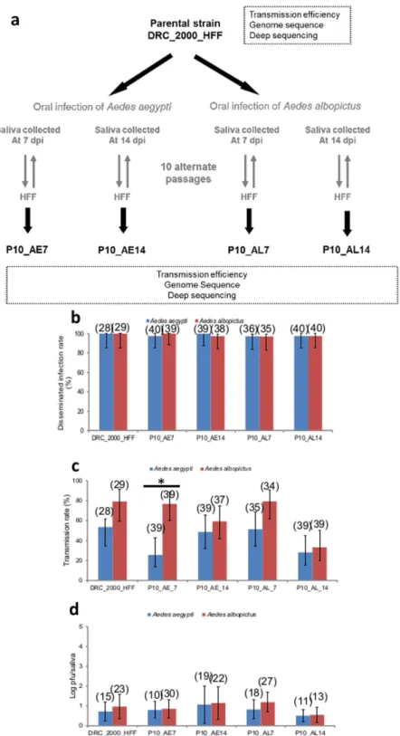 Figure 2.  Experimental design for selecting CHIKV strains by alternate passages and vector competence  analysis of samples
