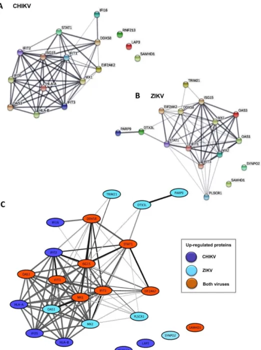 Figure 1. Network representation of proteins significantly up-regulated in CHIKV and ZIKV-infected  HFF1 cells: (A) functional interaction network among significantly up-regulated proteins in  CHIKV-infected cells; (B) functional interaction network among 