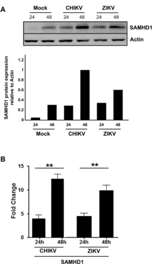 Figure 3.  SAMHD1  expression  is  up-regulated  upon  CHIKV  and  ZIKV  infection.  HFF1 cells  were  infected with CHIKV or ZIKV at a MOI of 1.0