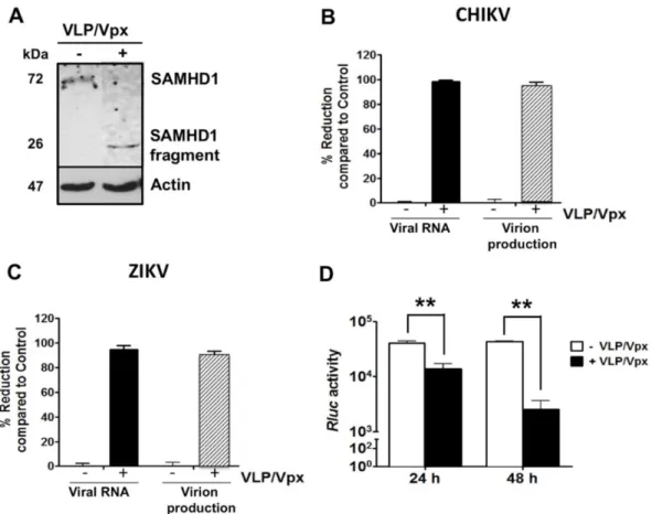 Figure 4. (A) Vpx-induced SAMHD1 degradation decreases CHIKV and ZIKV replication. Mock- (−)  or VLP/Vpx-treated (+) HFF1 cells were infected with CHIKV for 48 h