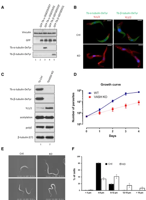 Figure 5. Growth and Cell Cycle Progression Defects of TbVASH Knockout Parasites