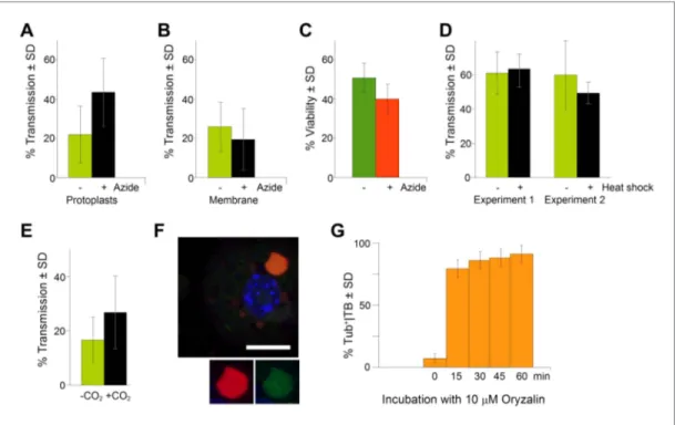 Figure 9. TB transformation correlates with enhanced transmission efficiency. (A) Azide enhances transmission  from protoplasts