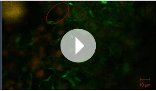 Table 1. Speed of influx of GFP-TUA6 into  TBs after touching of epidermis cells with   a microelectrode Tubulin reaction In infected  cells In healthy  cells No reaction 14 (27%) 3 (20%) Appearance of large  fluorescent inclusions  within 30 s 24 (47%) 0 