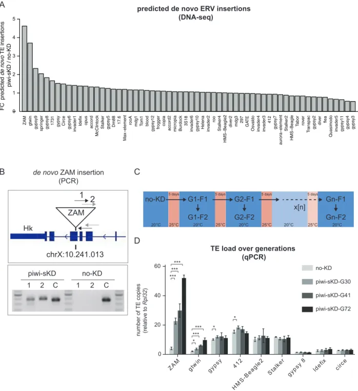 Figure 4. Somatic piwi depletion may lead to de novo ERV insertions in the offspring genome, with a transposition rate stable over generations