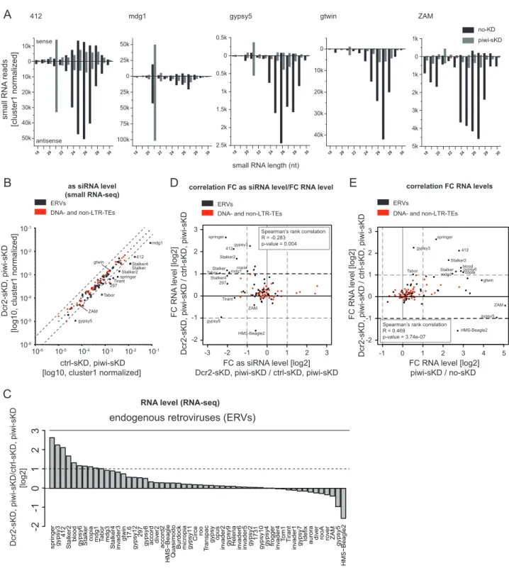Figure 2. The siRNA pathway participates in somatic ERV repression. (A) Size distribution (18–30nt) of sense (displayed above the X axis) and antisense (displayed below the X axis) small RNAs from no-KD ovaries (black bars) and piwi-sKD ovaries (grey bars)