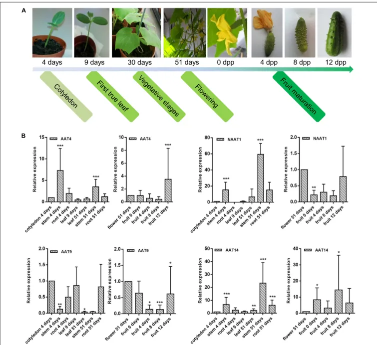 FIGURE 7 | Transcriptional profiling of AAT genes in different tissues during cucumber development