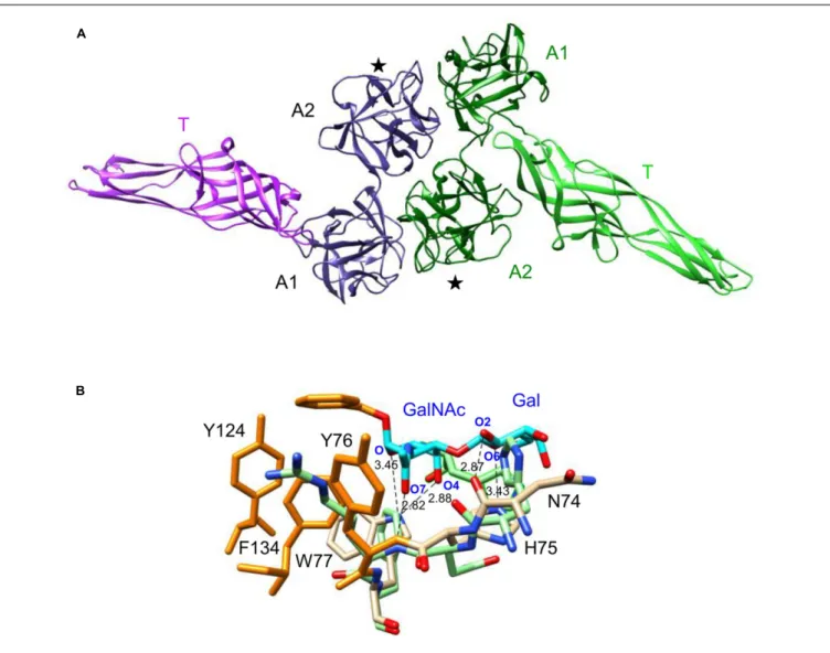 FIGURE 8 | Molecular modeling of AAT4. (A) Ribbon diagram of the dimeric structure of AAT4