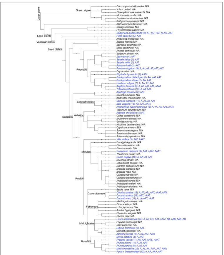 FIGURE 1 | Schematic overview of the distribution of amaranthin domains in the sequenced plant genomes