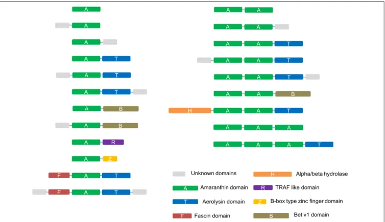 FIGURE 2 | Schematic representation of the identified amaranthin domain architectures in 34 plant genomes