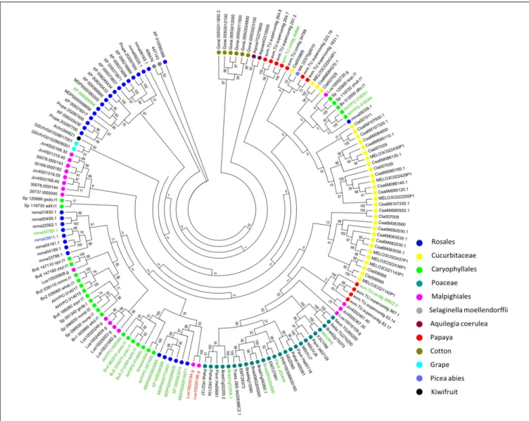 FIGURE 4 | Phylogenetic analysis of sequences encoding two amaranthin domains from all identified amaranthin-like genes
