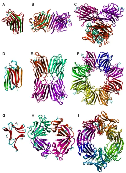 Figure  1.  Structural  diversity  of  the  mannose-binding  lectins.  (A).  Two-chain  lectin  protomer  of  Lathyrus  ochrus  (PDB  code  1LOE  [48])