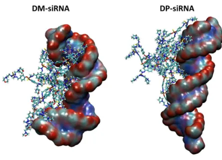 Figure 4. Representative snapshots of DM-siRNA complex (left) and DP-siRNA complex taken from the last 20 ns of a  MD trajectory among the 5 replicas