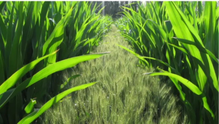 Fig. 1 Relay-strip intercrop of maize and wheat in the Netherlands (Source: J. Evers, Wageningen University and Research)