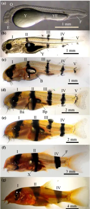 Fig. 1. Ontogeny of clown loach with emphasis on the pigment pat- pat-tern. I − V: dark pigment bars; B: swim bladder; Ba and Bp:  ante-rior and posteante-rior chambers of the swim bladder after specialization;