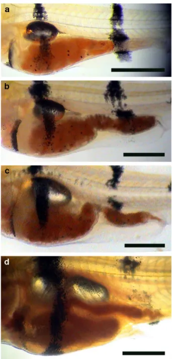 Fig. 4. Gut coiling in clown loach. (a): 6.5 mm TL; (b): 8.0 mm TL;