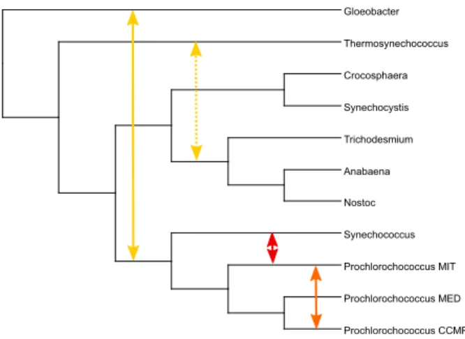 Figure 6: A putative phylogeny of the 11 cyanobacterial species studied in [31] constructed from the 16S ribosomal RNA sequence [36] is depicted in black