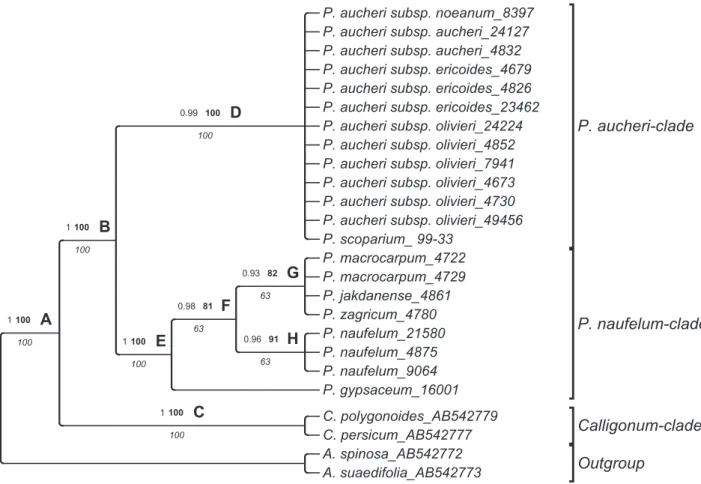 Figure 18.  Fifty percent majority-rule phylogenetic tree of Pteropyrum inferred from ITS dataset with Bayesian inference